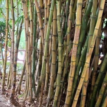 Bamboo